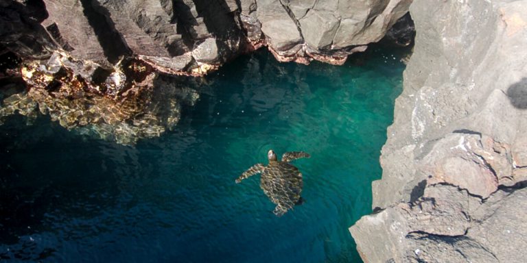 Sea Turtle Galapagos Islands