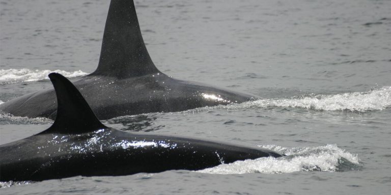 Whales Galapagos Islands - Ecuador