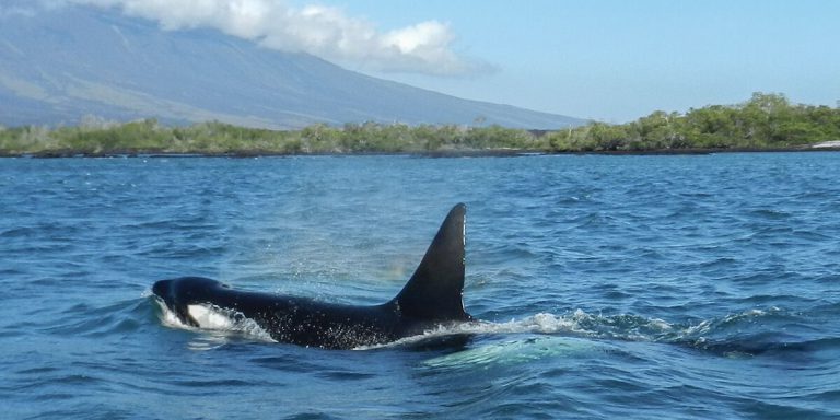 Killer Whales (Orcinus orca) Galapagos Islands