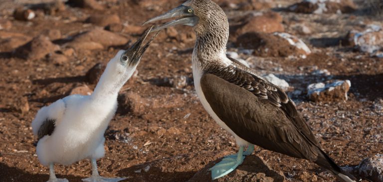 Galapagos Blue Footed Booby with a baby blue footed booby