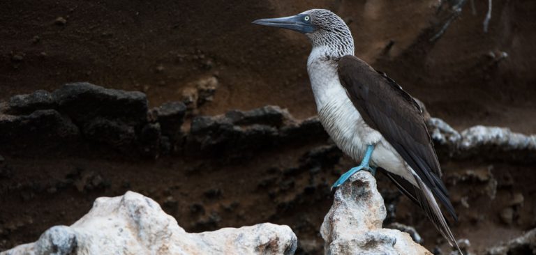 Profile Blue Footed Booby standing on the rocks in Galapagos Islands