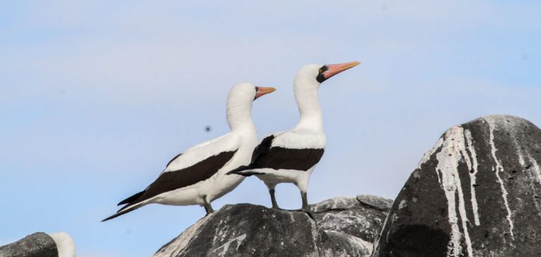 Masked Booby couple in Galapagos