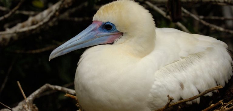 Galapagos Islands Red-Footed Booby, white