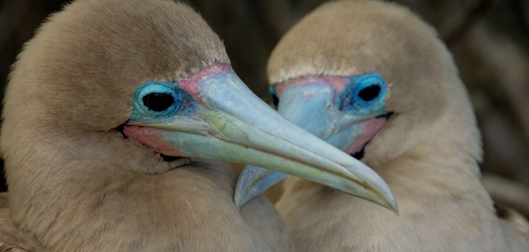 Galapagos Islands Red-Footed Booby couple