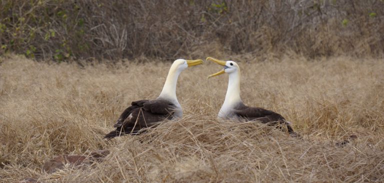 Galapagos Albatross couple in Española Island