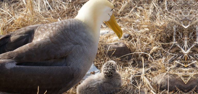 Galapagos Albatross with a baby in Española Island