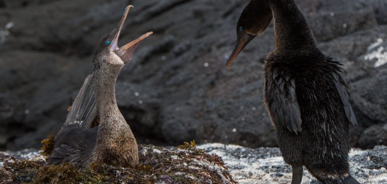Flightless Cormorant couple nesting in the Galapagos Islands