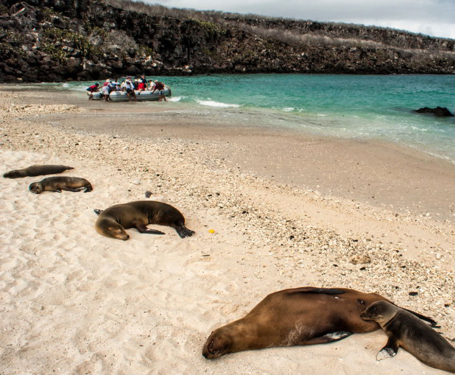Sea lions resting on Genovesa in Galapagos with tourist on panga