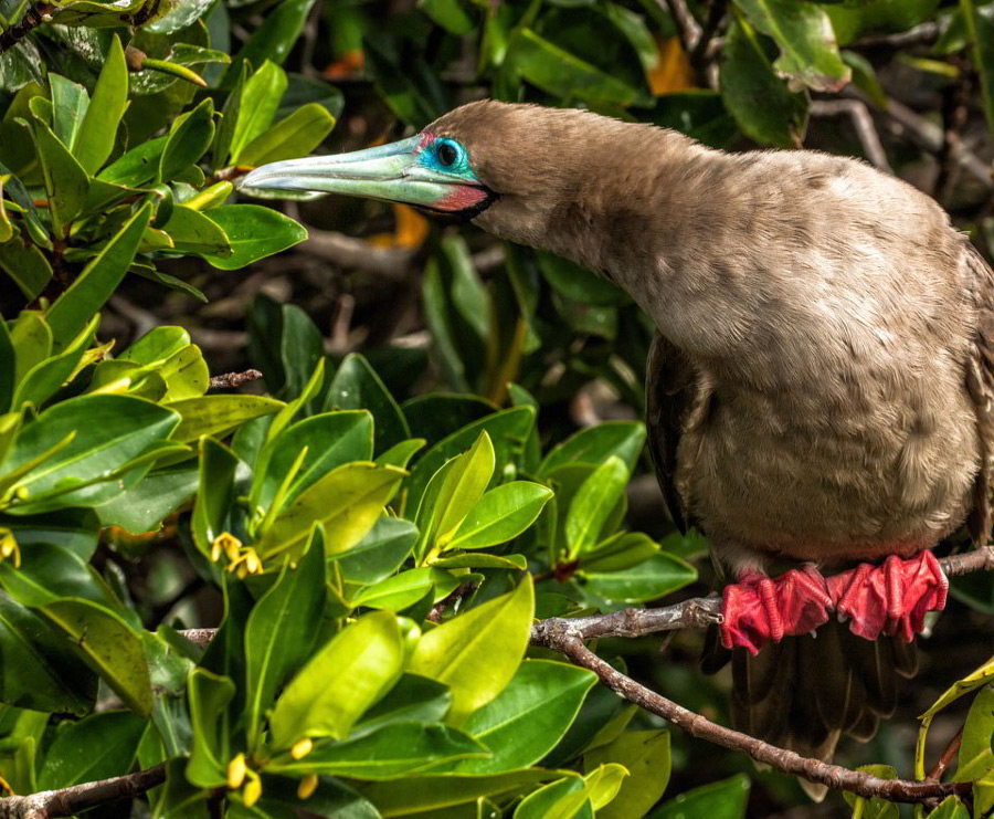 Red footed booby Resting on the branch of a tree in Genovesa