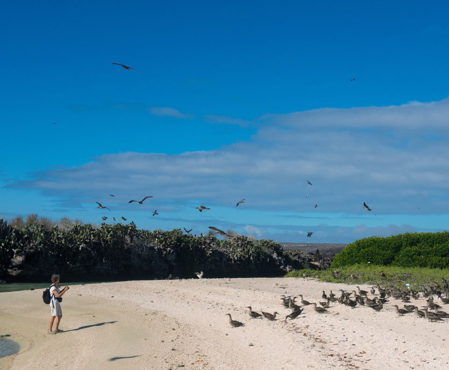 Flock of Red footed Boobies flying on Genovesa Island Galapagos