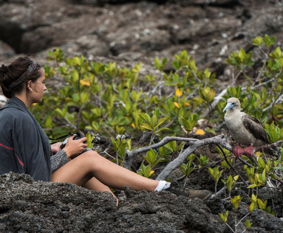 Photographer taking pictures of a Red footed booby on Genovesa Islands Galapagos