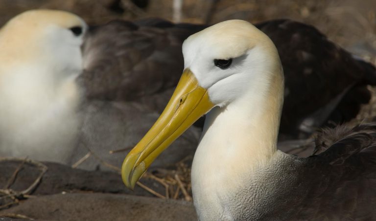 Waved Albatross