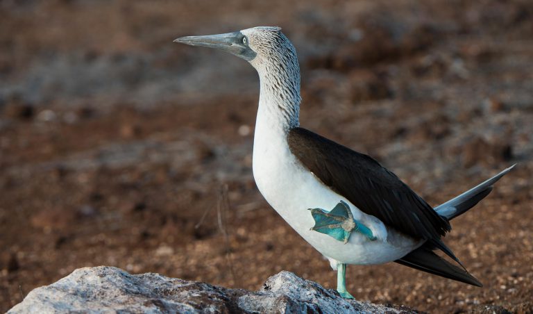 Blue-Footed Booby