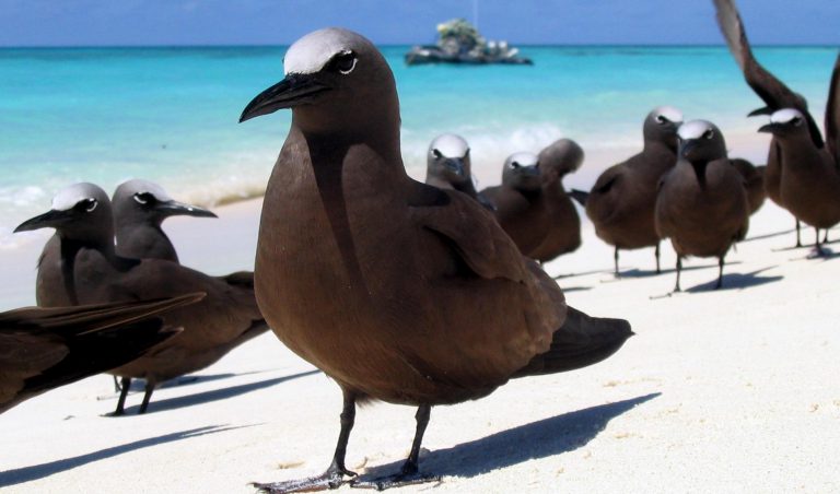 Brown Noddy Tern