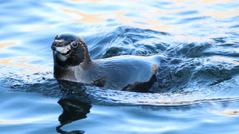 Galapagos Penguin swimming