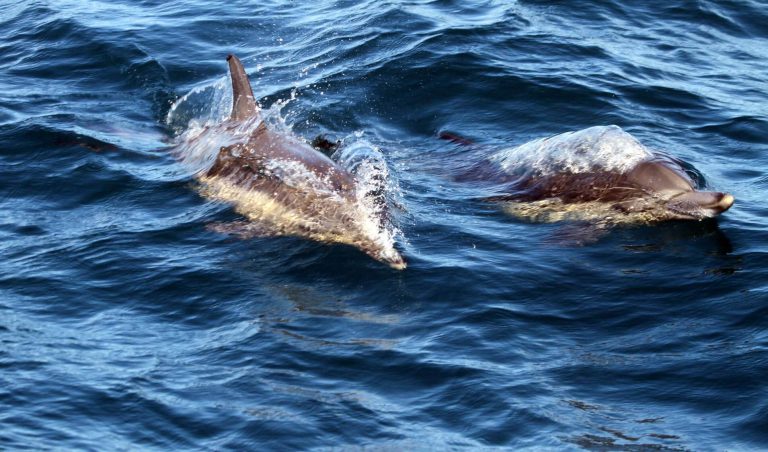Galapagos Dolphins
