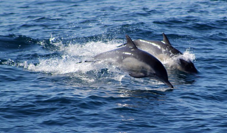 Galapagos Dolphins