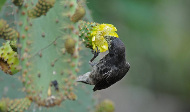 Galapagos Darwin Finch