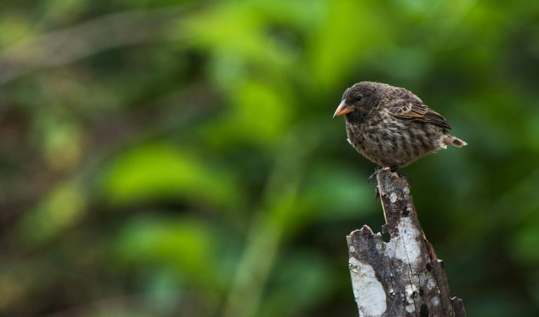 Galapagos Darwin Finch