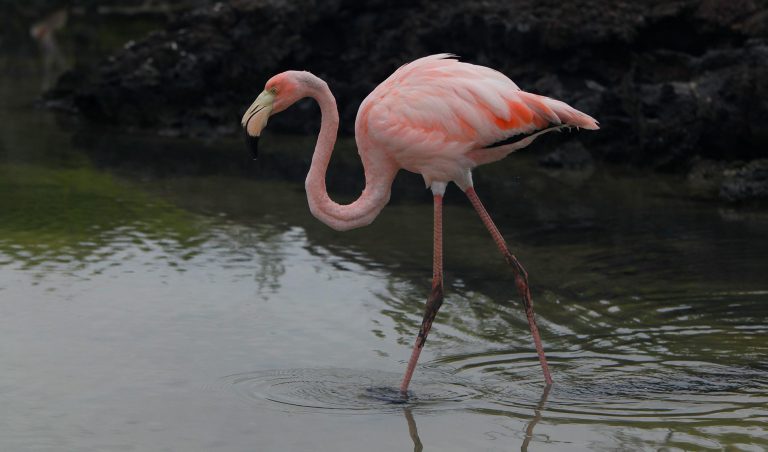 Galapagos Flamingo