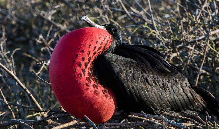 Frigatebird