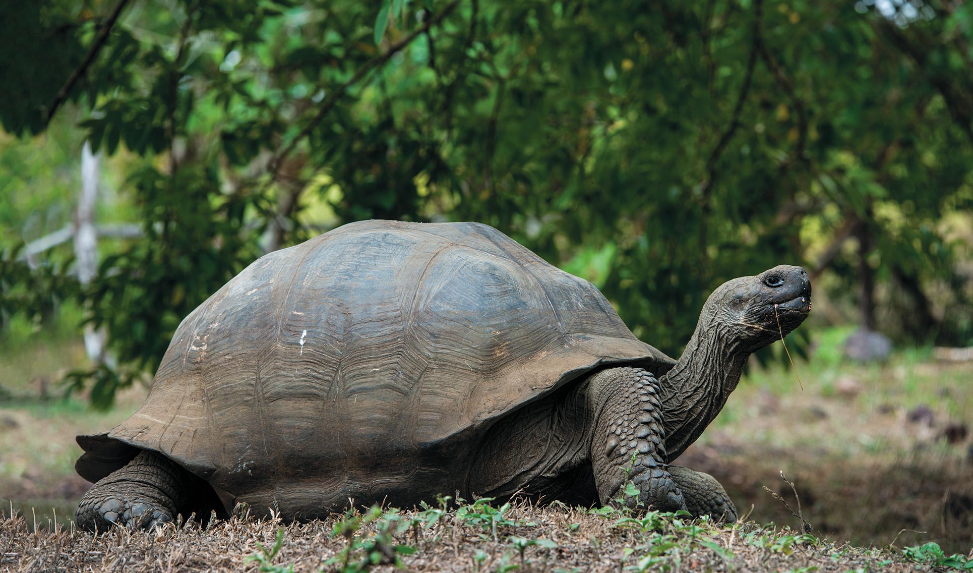 Giant Tortoise - Lonesome George - Go Galapagos