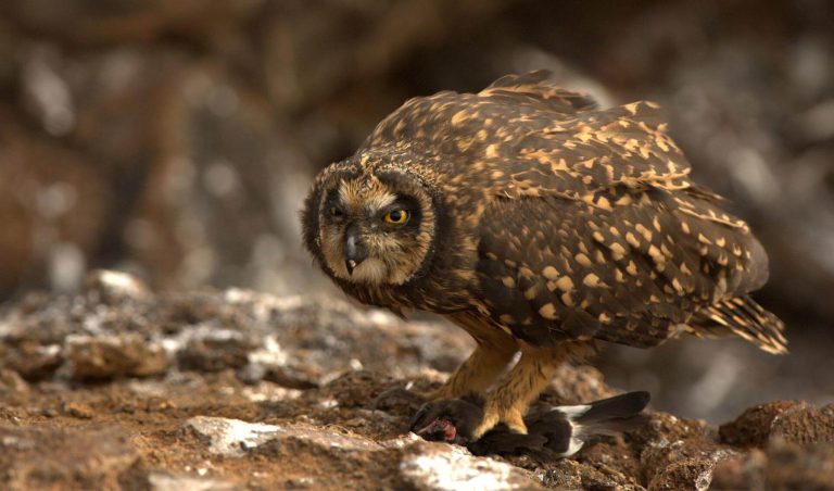 Galapagos Barn Owl