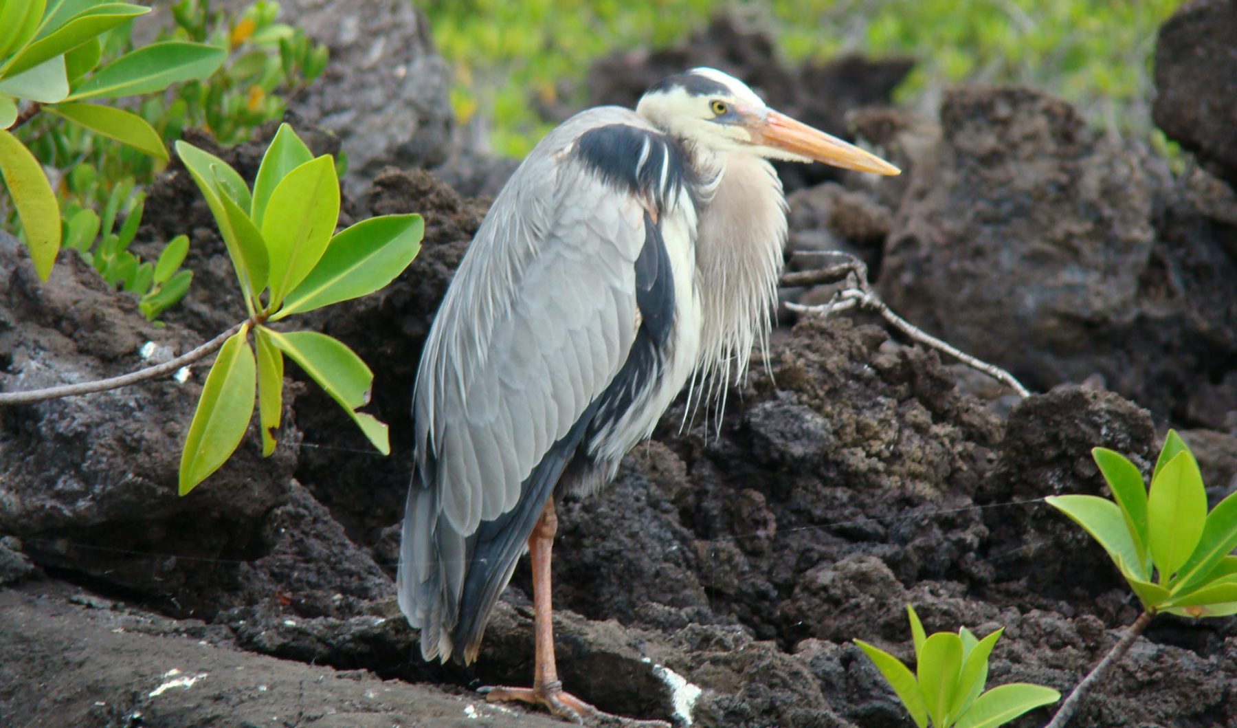 Great Blue Heron Go Galapagos