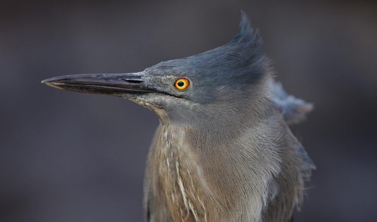 Lava Heron