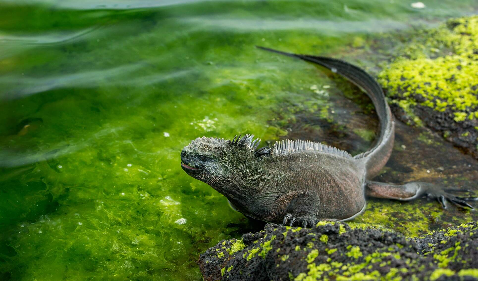 Marine Iguana - Go Galapagos
