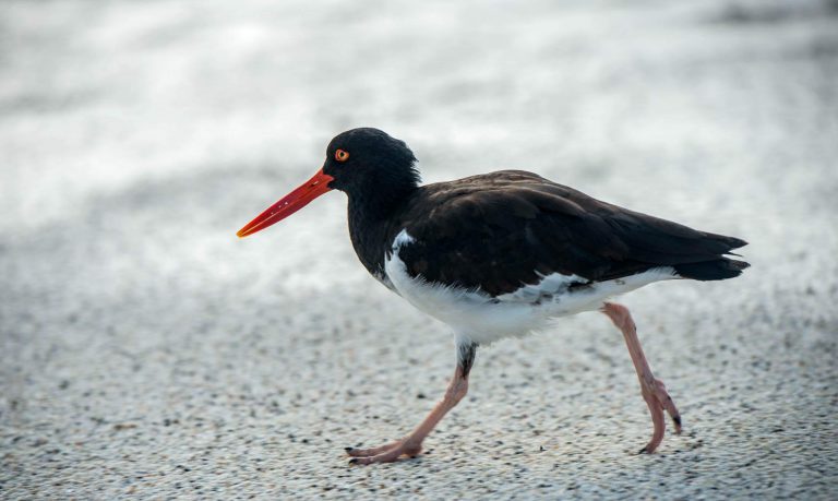 American Oystercatcher