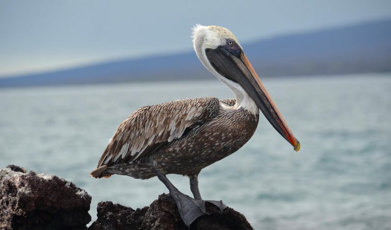 Galapagos Brown Pelican