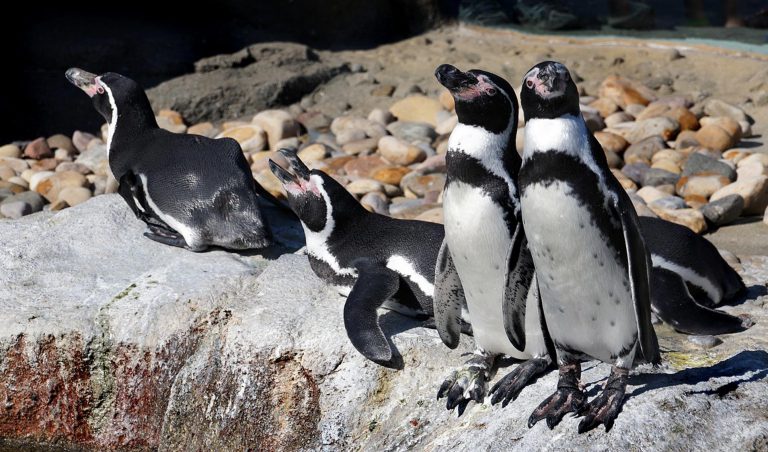 Galapagos Penguin