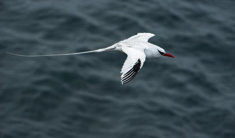 Red-Billed Tropicbird