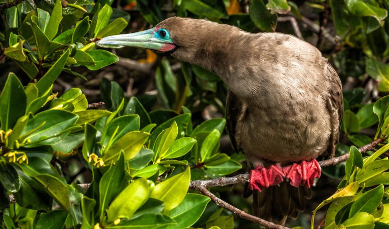 Red-Footed Booby