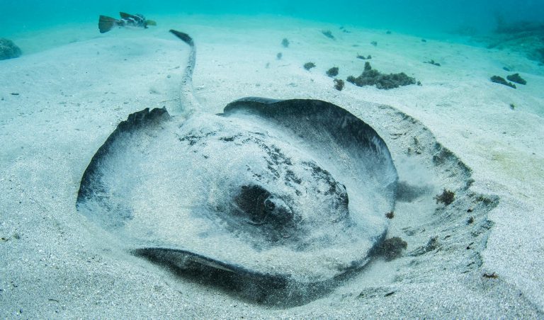 Galapagos Stingray