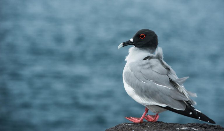 Swallow-Tailed Gull