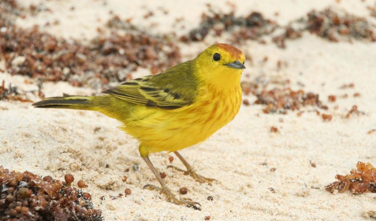 Yellow Warbler