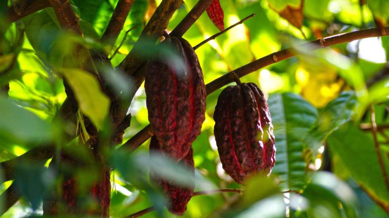 amazon tours from banos ecuador