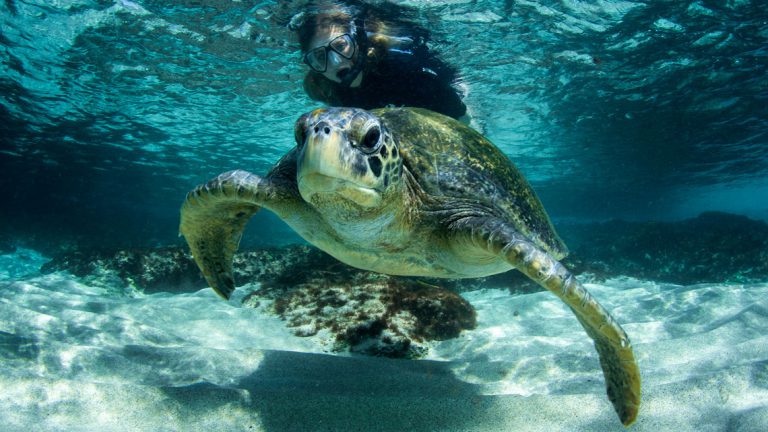 Snorkeling