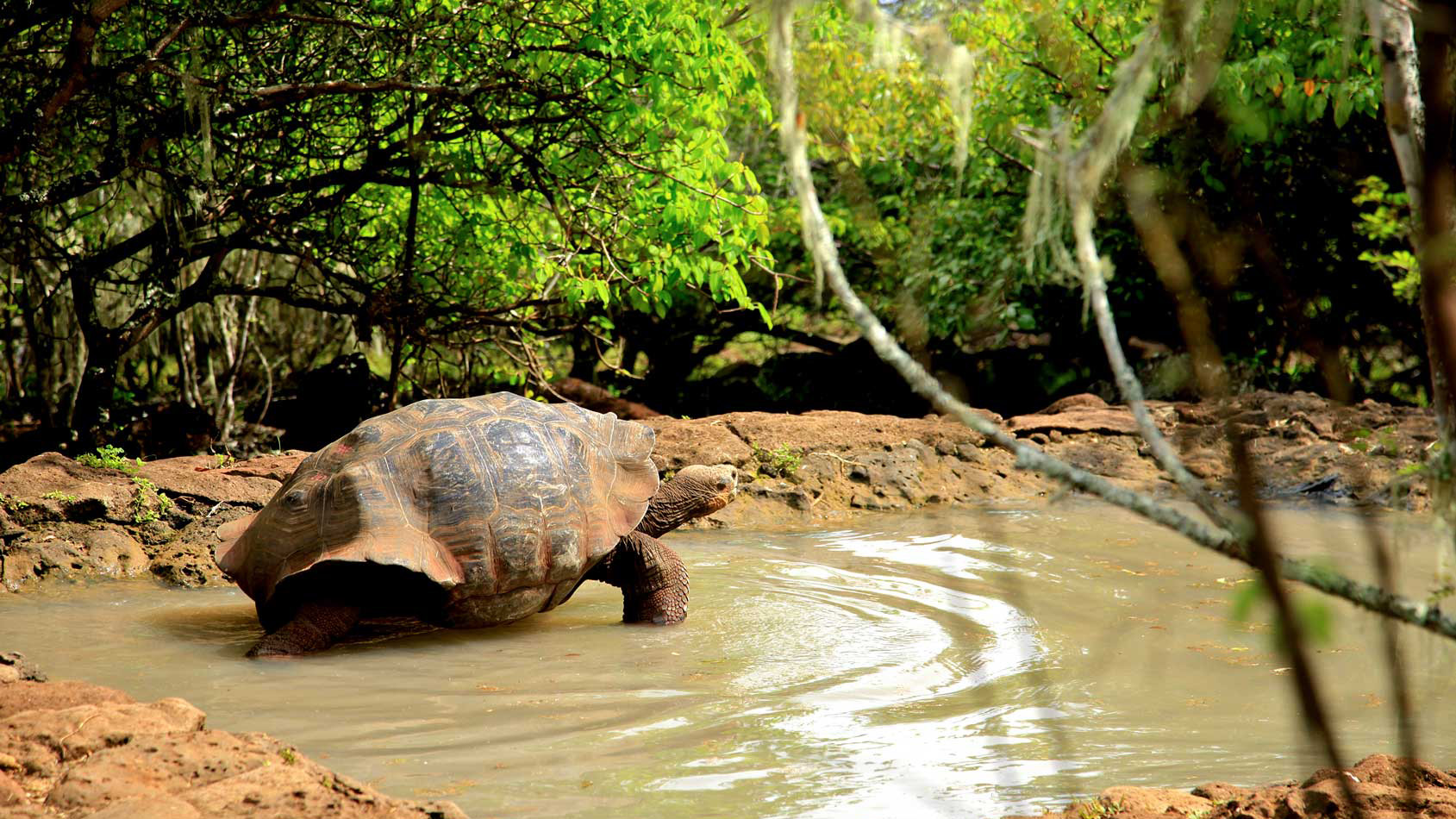 charles darwin station galapagos giant tortoise