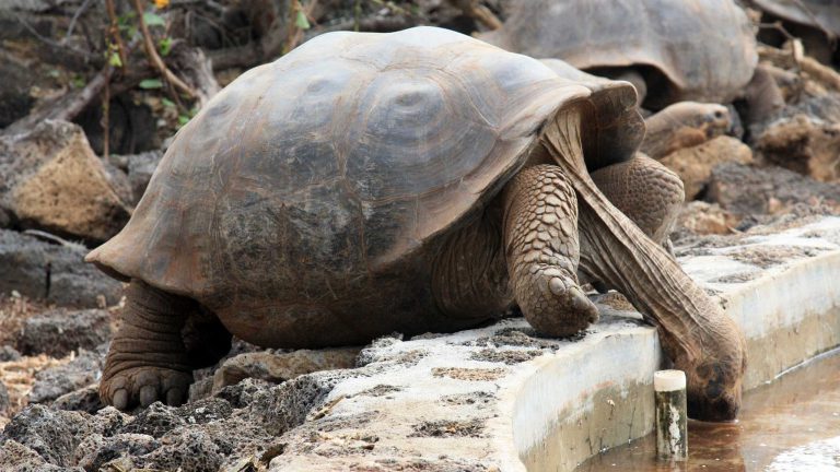 giant tortoise charles darwin station research galapagos