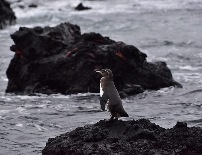 Are there really penguins in the Galapagos Islands go galapagos klein tours ecuador travel enchanted islands cruises southamerica animals nature 2