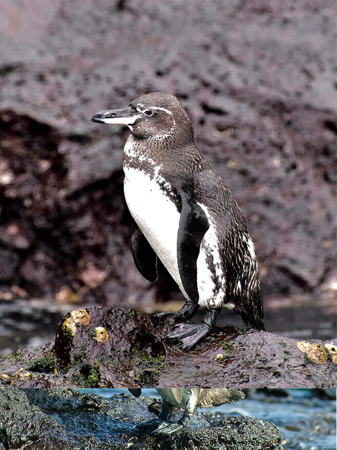 Are there really penguins in the Galapagos Islands go galapagos klein tours ecuador travel enchanted islands cruises southamerica animals nature 5