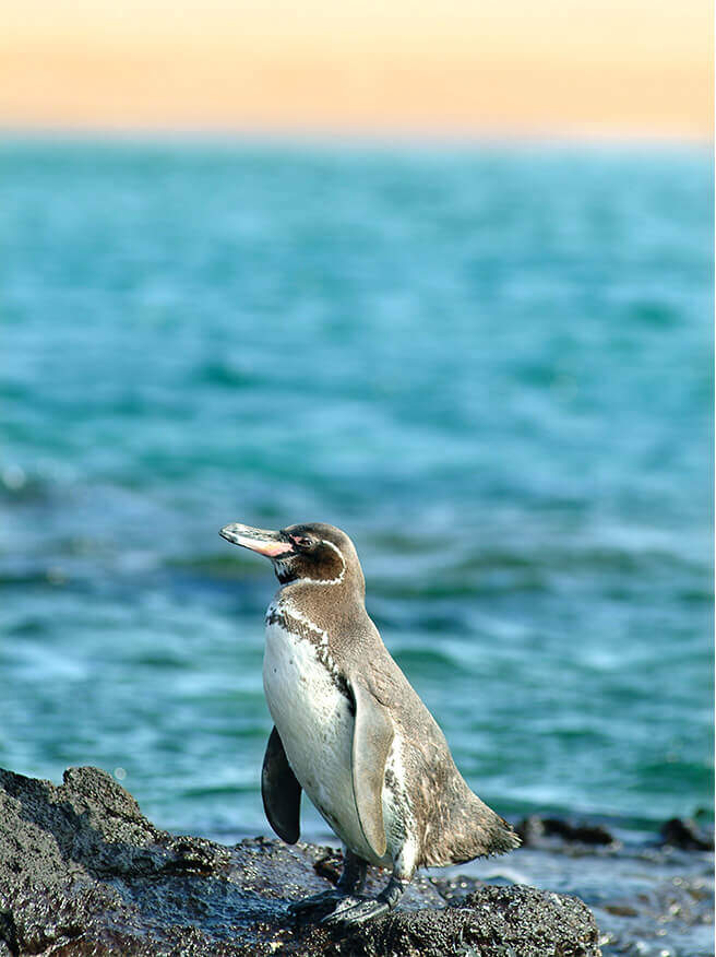 Are there really penguins in the Galapagos Islands go galapagos klein tours ecuador travel enchanted islands cruises southamerica animals nature 6