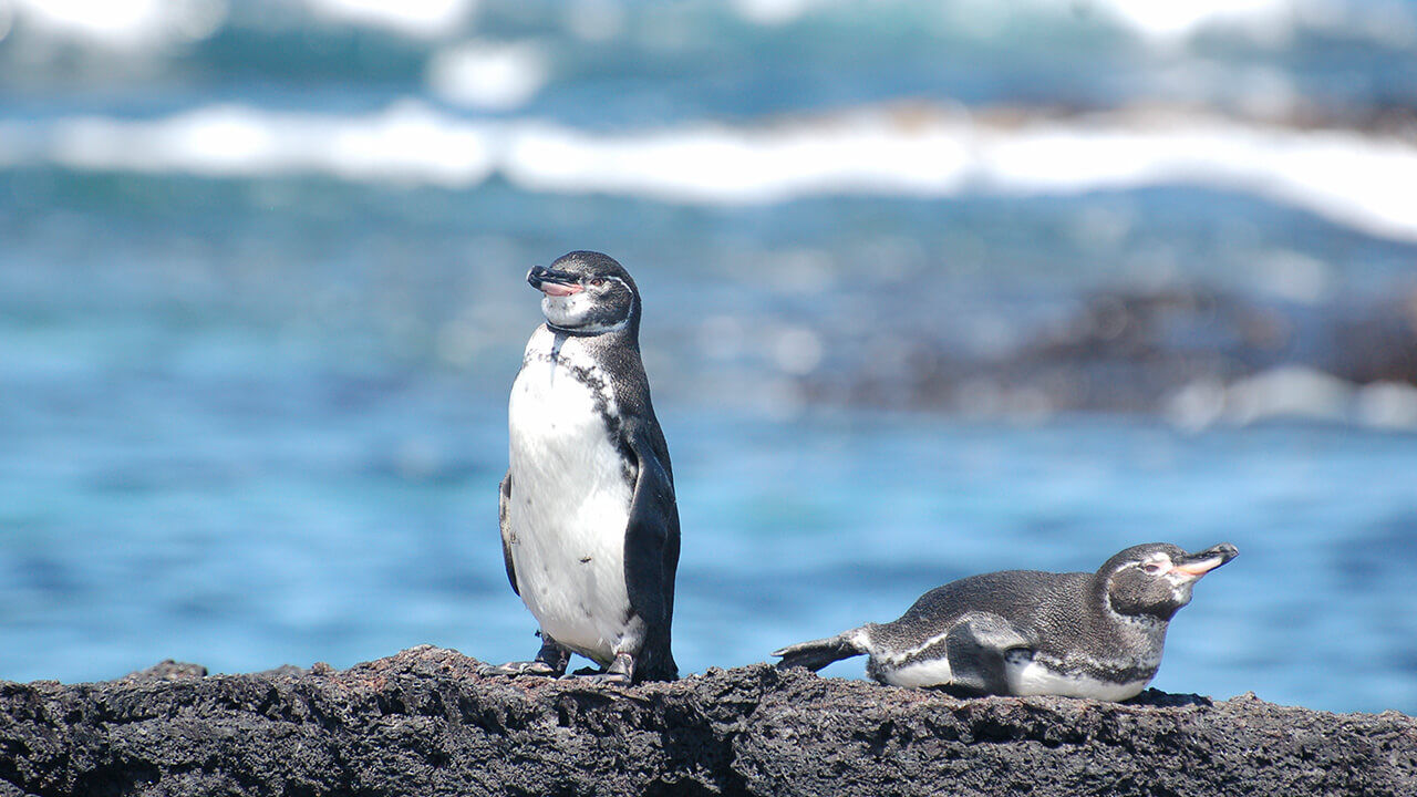 Are there really penguins in the Galapagos Islands? - Go Galapagos