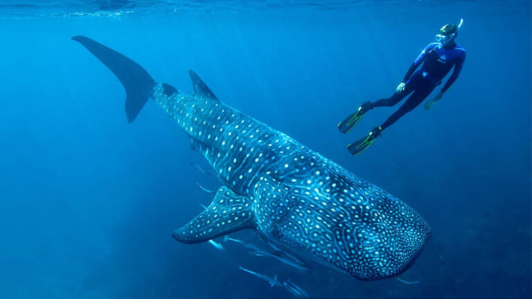 Galapagos Cruises