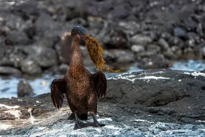 flightless-cormorant