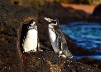 galapagos-penguin